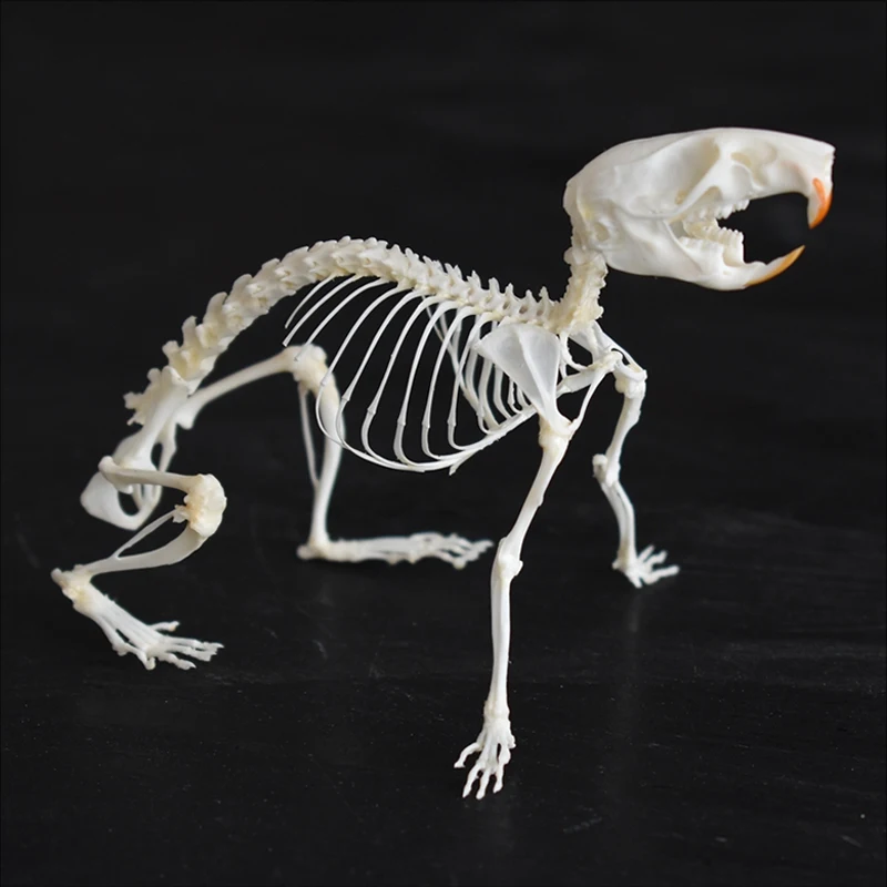 

2039 Original Running Mouse Bone Tabletop Bone Ornament in Gothic Style Bone Specimen Decoration Birthday Creative Gift