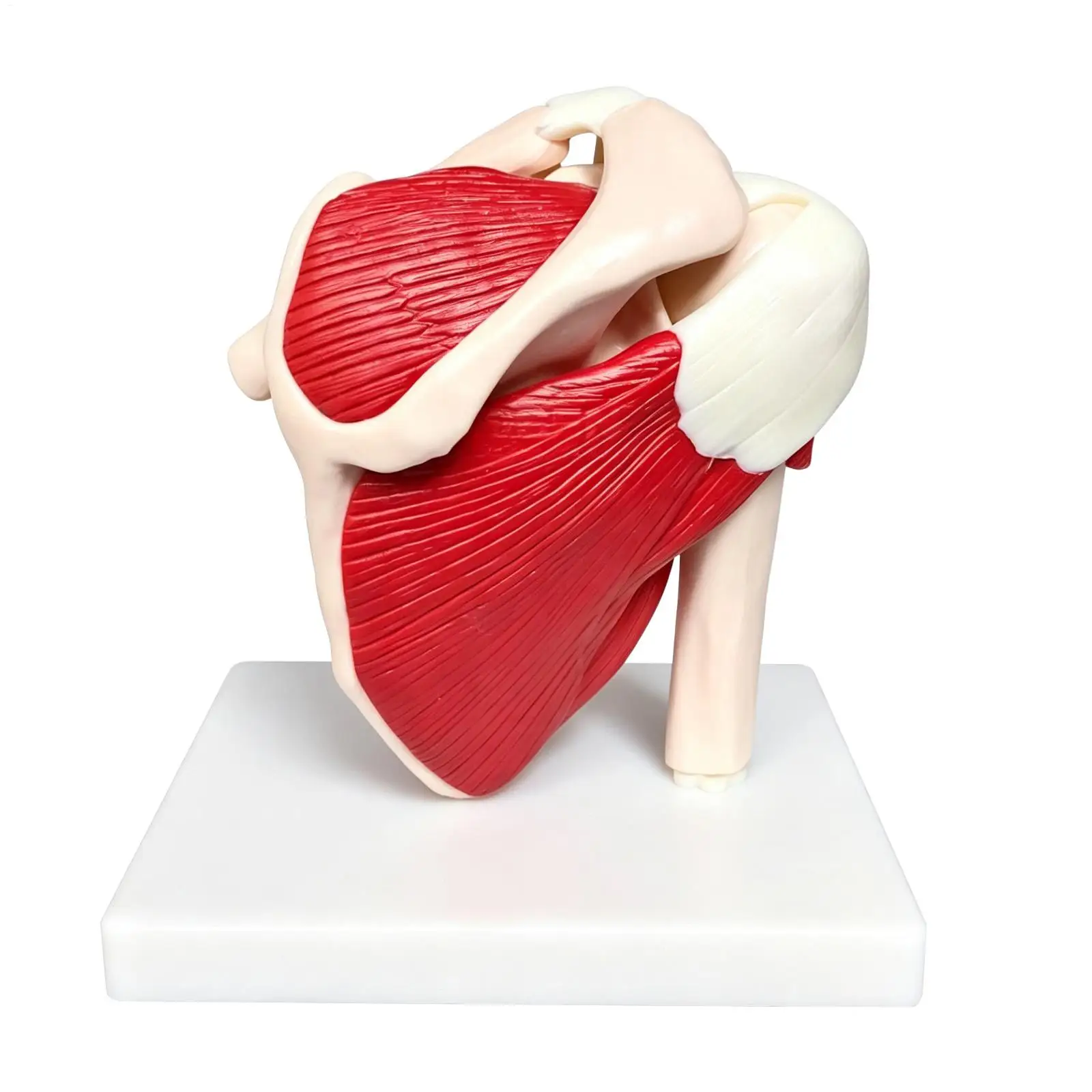 

Anatomy Model PVC Anatomical Learning Aid Muscled Shoulder Joint Model for Doctor Teacher Men Women Boys Girls Youth Study