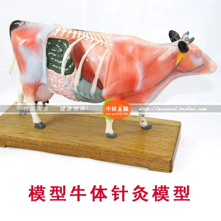 Animal Model Acupuncture Point Model Cow Anatomy Models Cow Anatomy Model Training