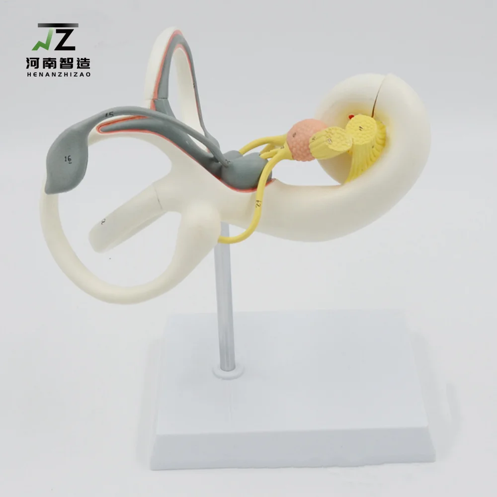 NEW! Magnanimating model of inner ear labyrinth, teaching model of cochleo-vestibular otology anatomy