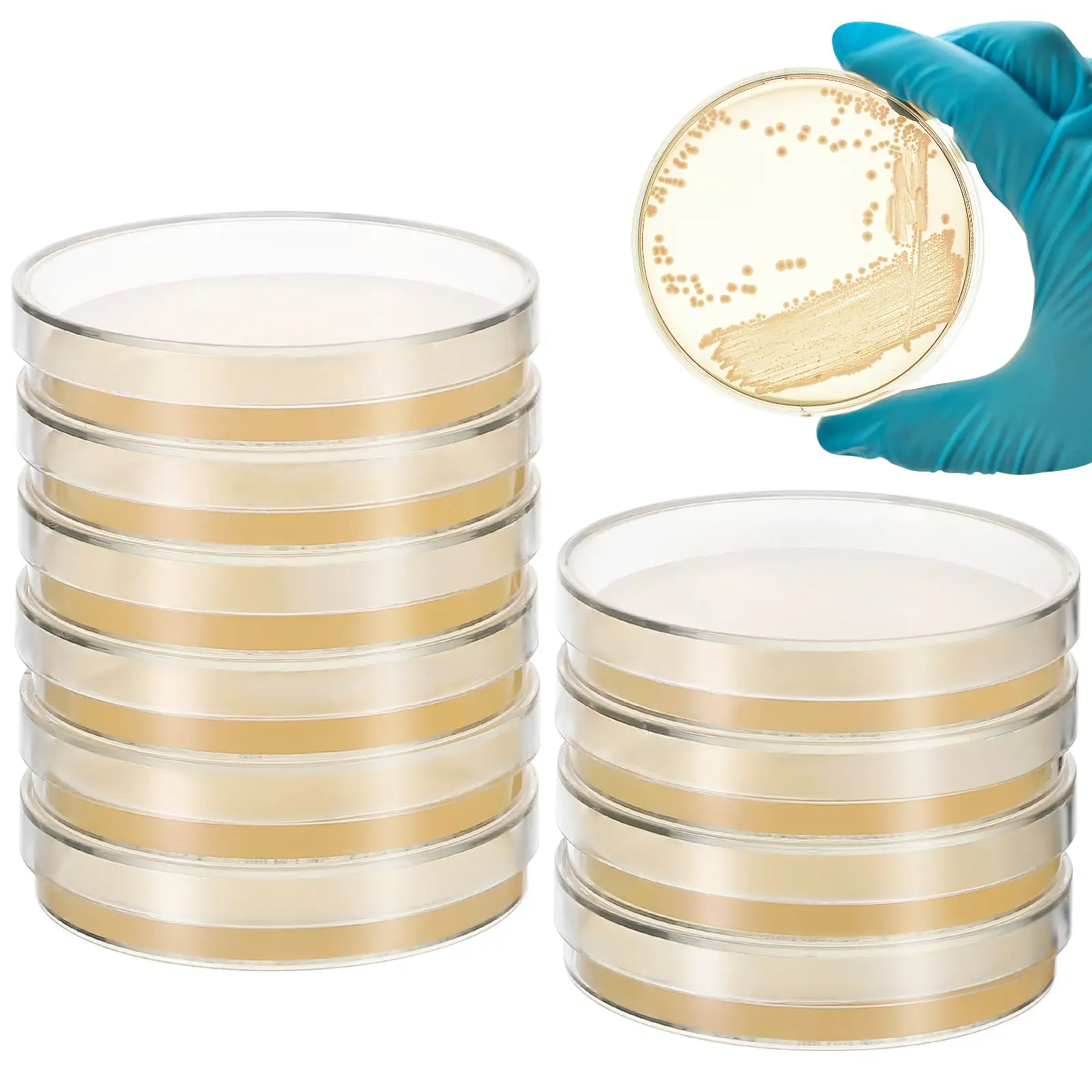 Placas de Agar prevertidas, placas de Petri de Agar, placa de cultivo de tejidos, placas de Agar, suministros para experimentos científicos de laboratorio, 7cm, 10 Uds.