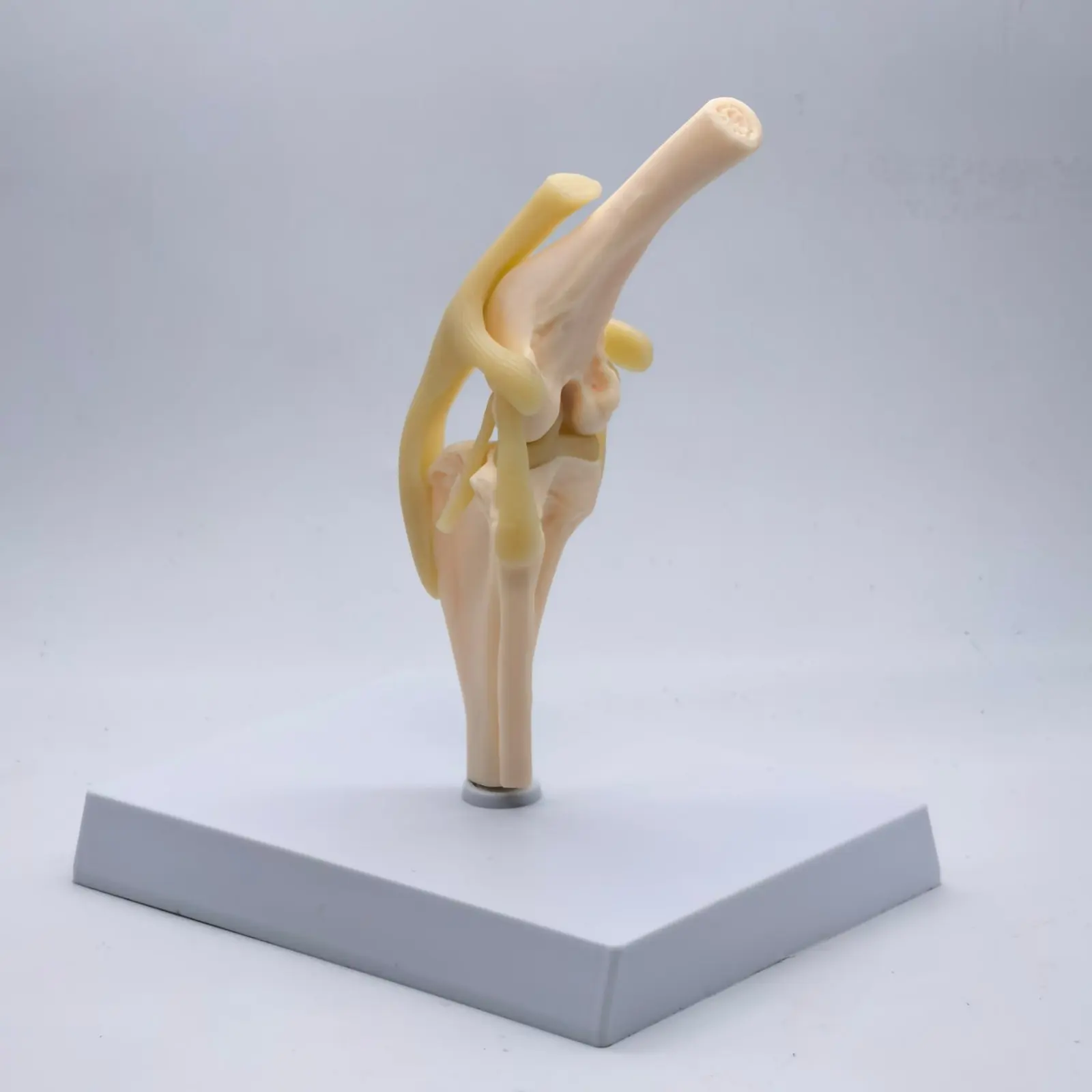 Dog knee Canine Joint model Medical Veterinary Teaching Research Skeleton Animal Teaching Training Aid Education