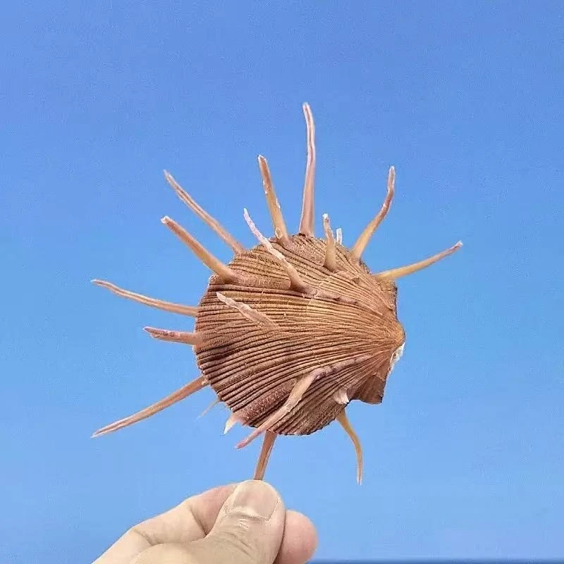 Big Shell Firefly King Sea 11- 13cm Chrysanthemum Clam Starfish Collection Fish Tank Landscaping Decoration Window Home Ornament