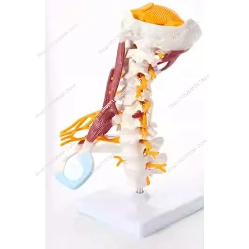 1:1 Life Size Cervical Vertebrae Body Cervical Spine Nerve Model Human Anatomy Spinal Cord Cervical Vertebrae Skeleton