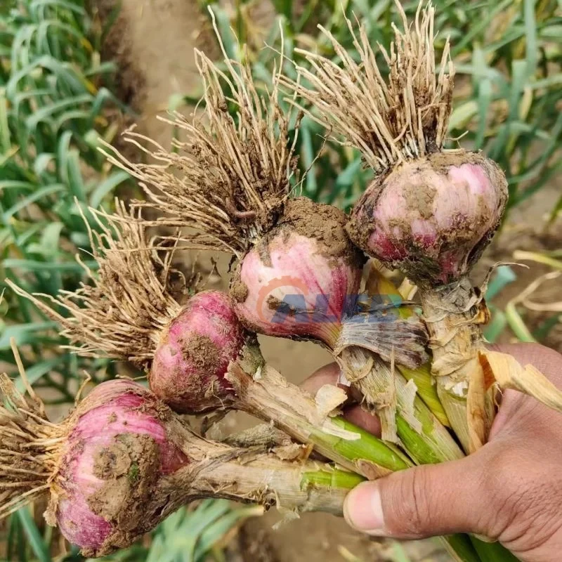 High Speed Trimming Processing Plant/Low Cost Garlic Root Cutting Machine For Agricultural Use