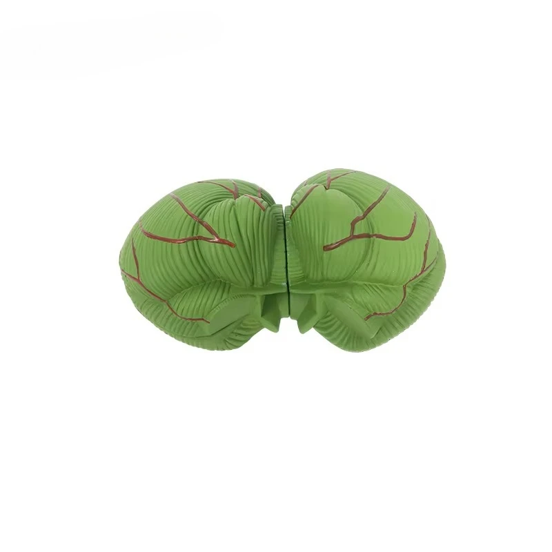 Cerebellum nursing skills training model is durable