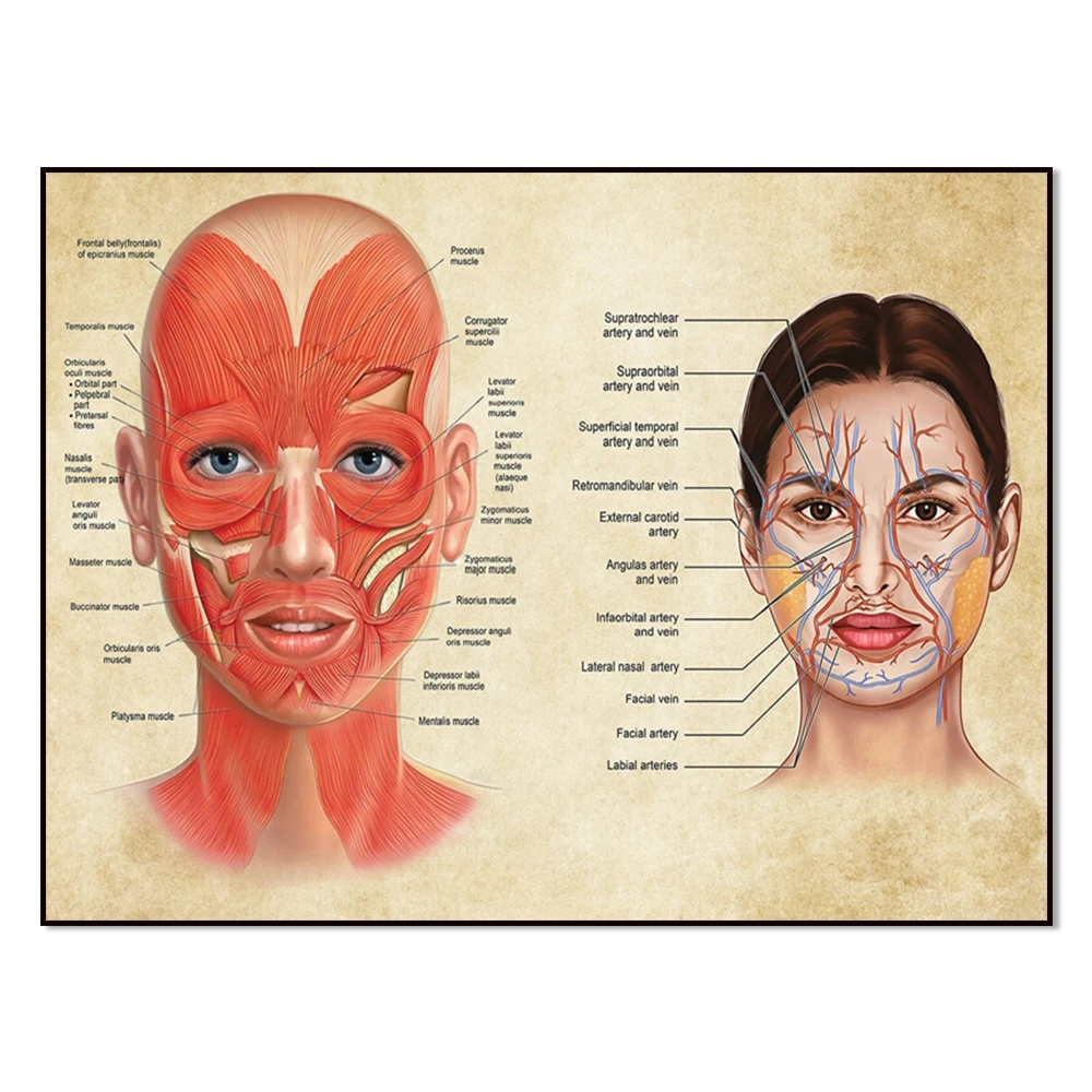 Botox, beauty syringe art, facial muscles and veins anatomy poster, plastic surgeon art, massage therapist gift,