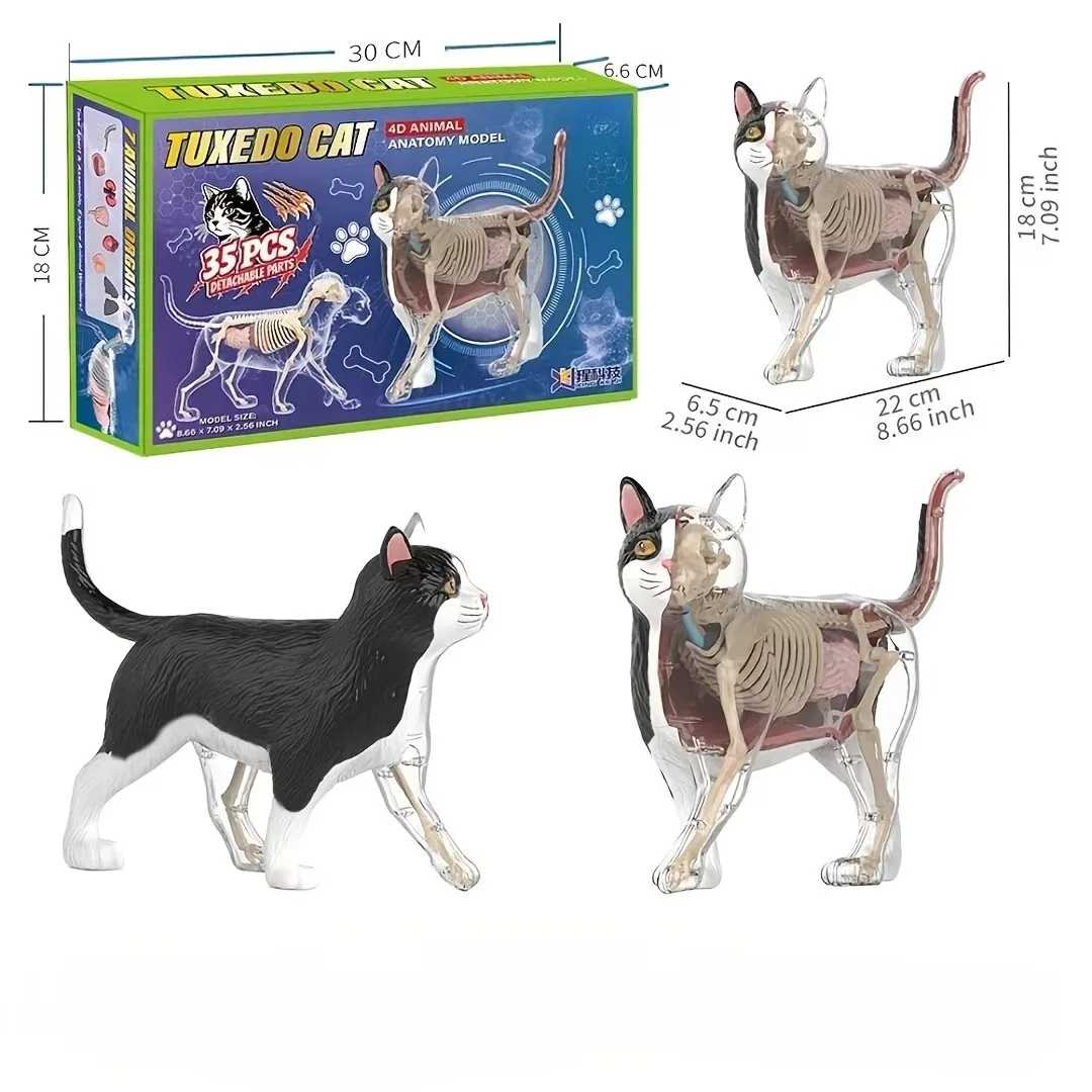 35-Piece Feline Anatomy Model Set, Including Detailed Internal Organs and Skeletal Structures—Suitable for Students, Biology Classes, Home Education, Veterinary Training—Realistic Organ Display, Requires Self-Assembly, Science Education Gift, Halloween Favorite view 2