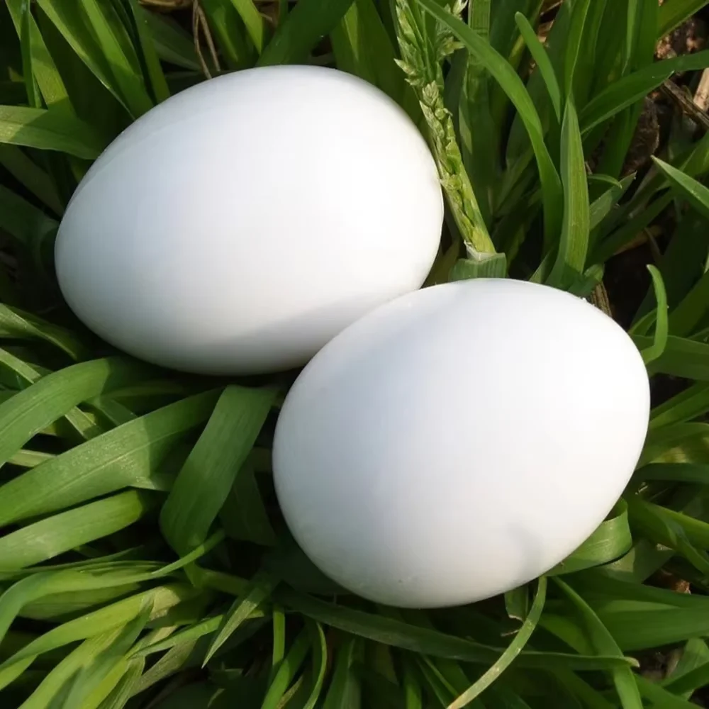 10pcs/lot Pigeon False Eggs Filled White Plastic Simulation For Hatch Breeding Supplies