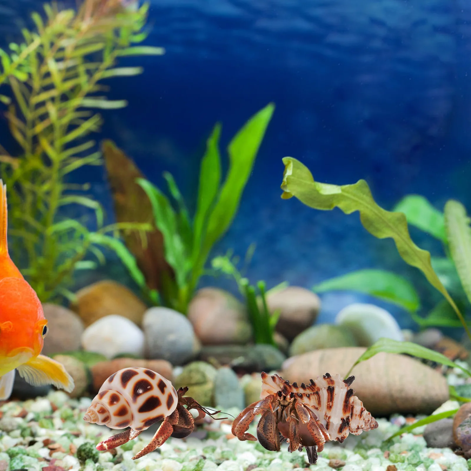 

1Set Hermit Crab Hideout Coconut Shell Shelter Long-Lasting Reptile Hide Turtle Rest Hut Cave Habitat Seashells Decor