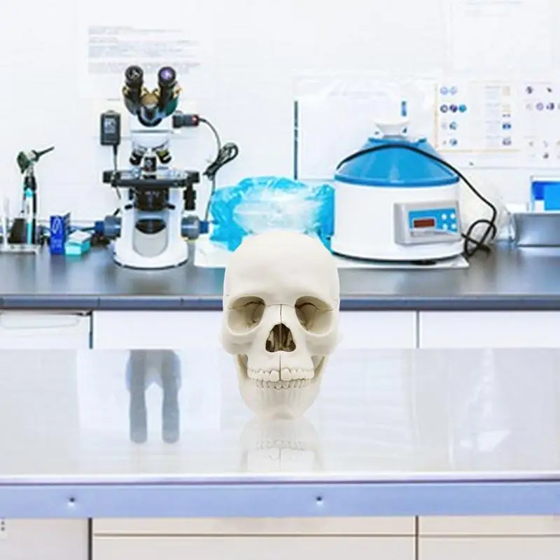 رؤوس جمجمة بشرية قابلة للفصل للتشريح ، أغطية من 15 جزءًا ، نموذج واقعي