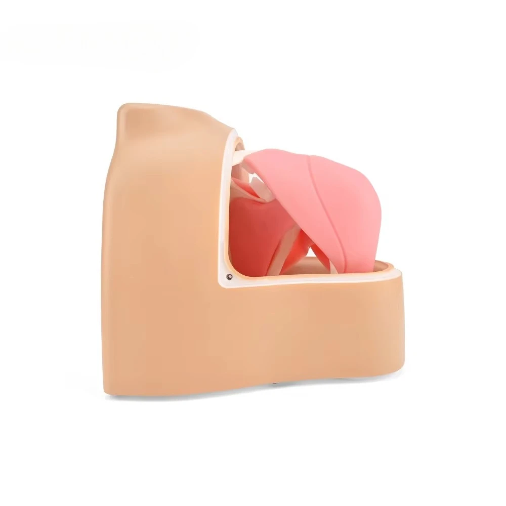 High Simulation Shoulder Arthroscopic Simulator Model, Shoulder Simulator Trainer For Arthroscopy Training