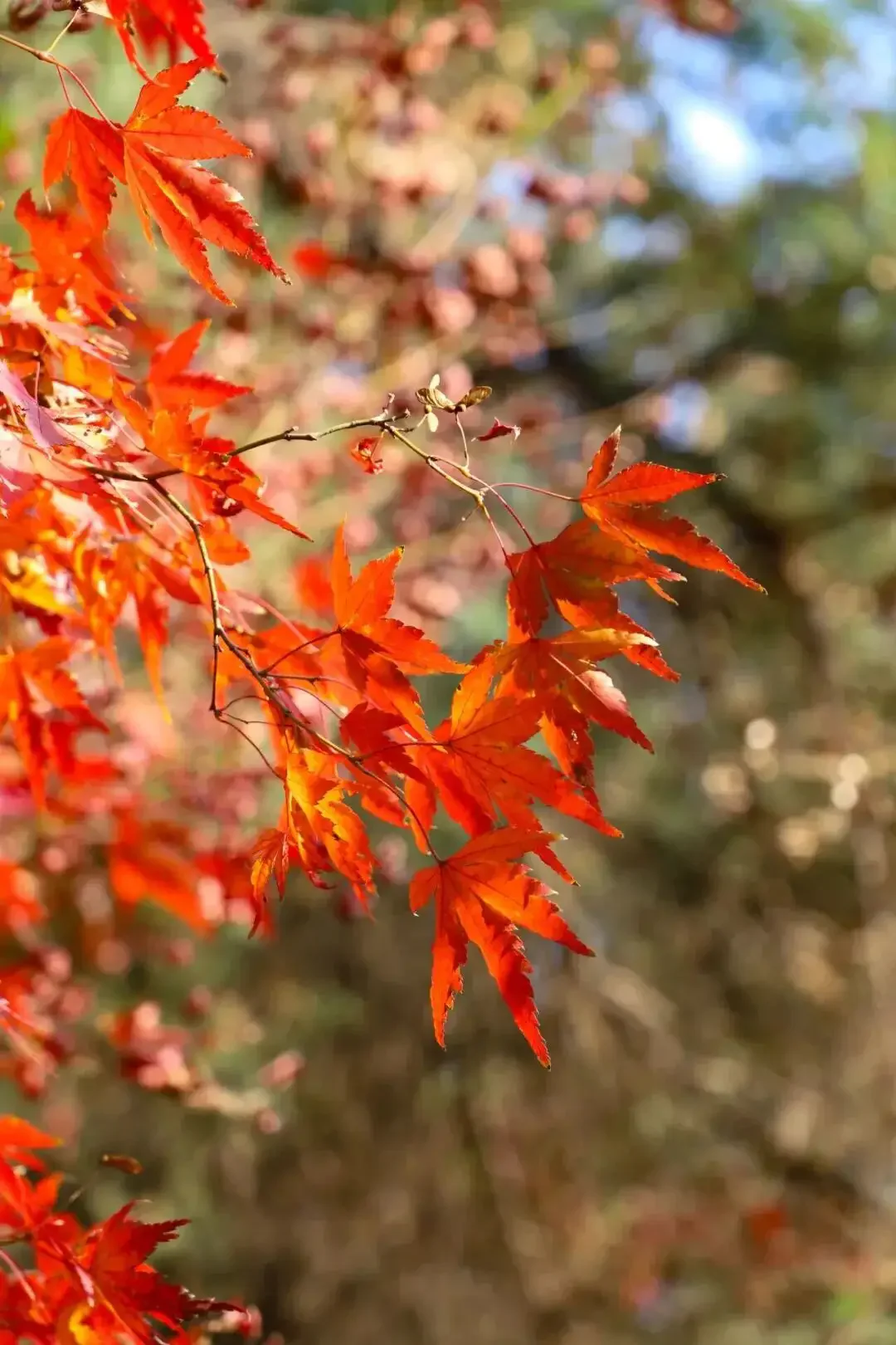 

12pcs 30ml Automatic Measured Bottle Pourer Quick Shot Spirit Drinks Wine Cocktail Dispenser Bar Accessory Wine Pourer