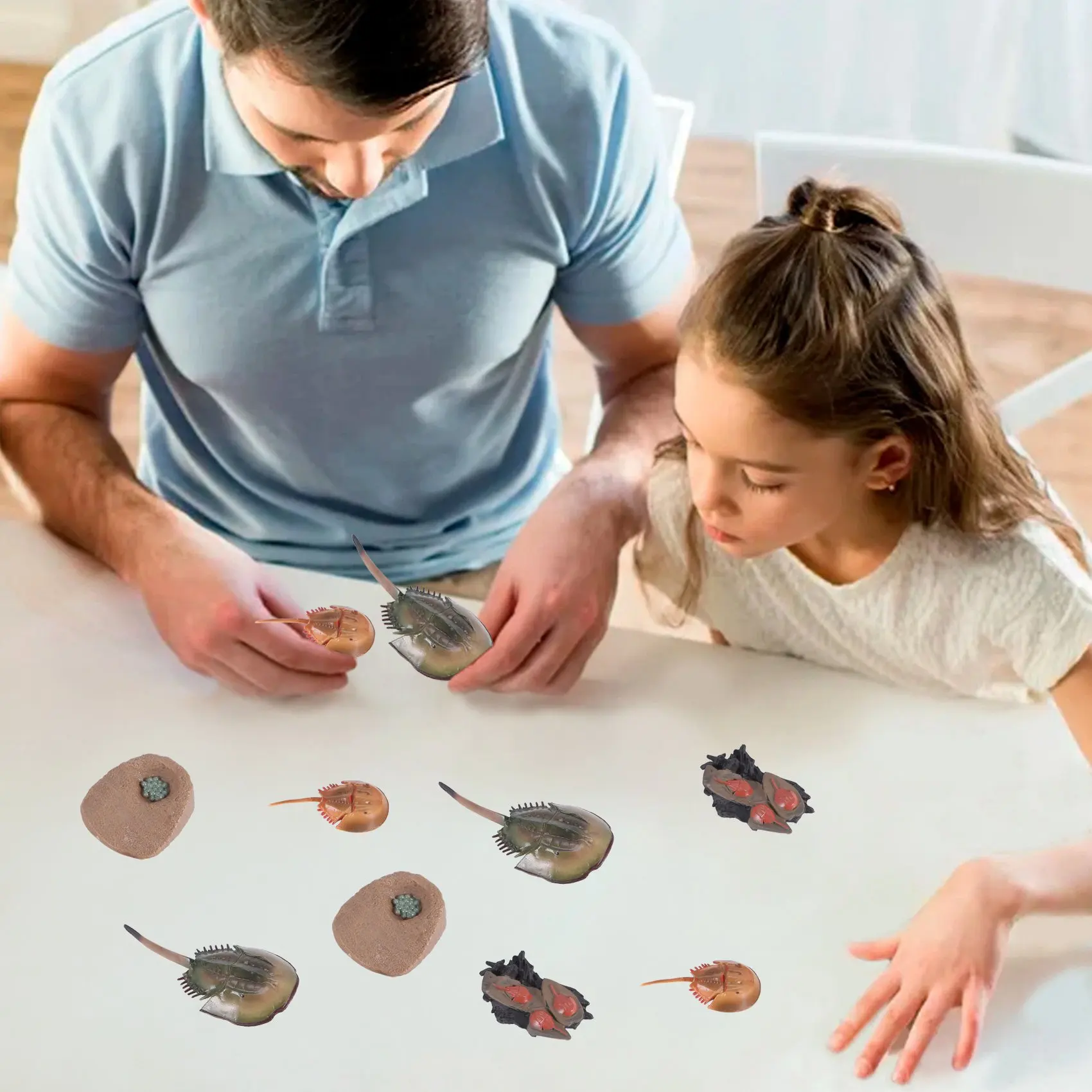 Simulation Horseshoe Crabs Growth Cycle Model,Insect Life Cycle Action Figures Model Life Cognition Model Ornaments