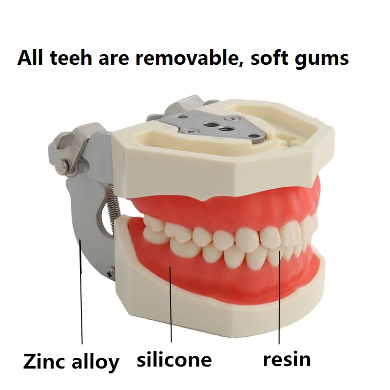 Teeth Model Training Practice Jaw Typodont Dentistry Student Dental Study Teaching Model Standard Model    With Removable Tooth