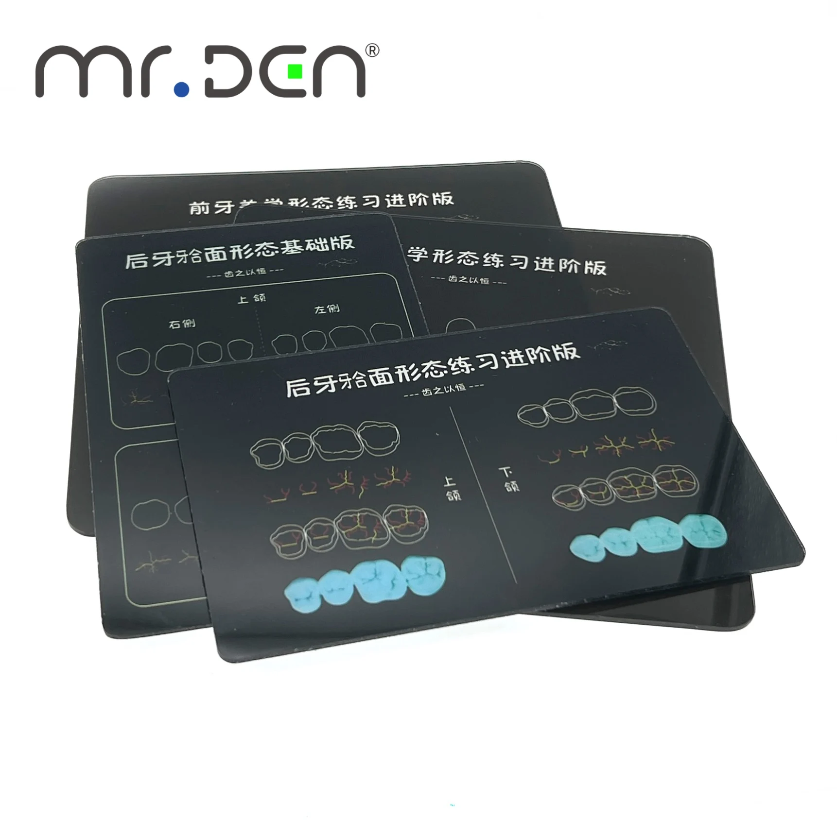 High Fidelity Dental Resin Filling Practice Board with Realistic Teeth Structure for Dentist Training and Skill Improvement