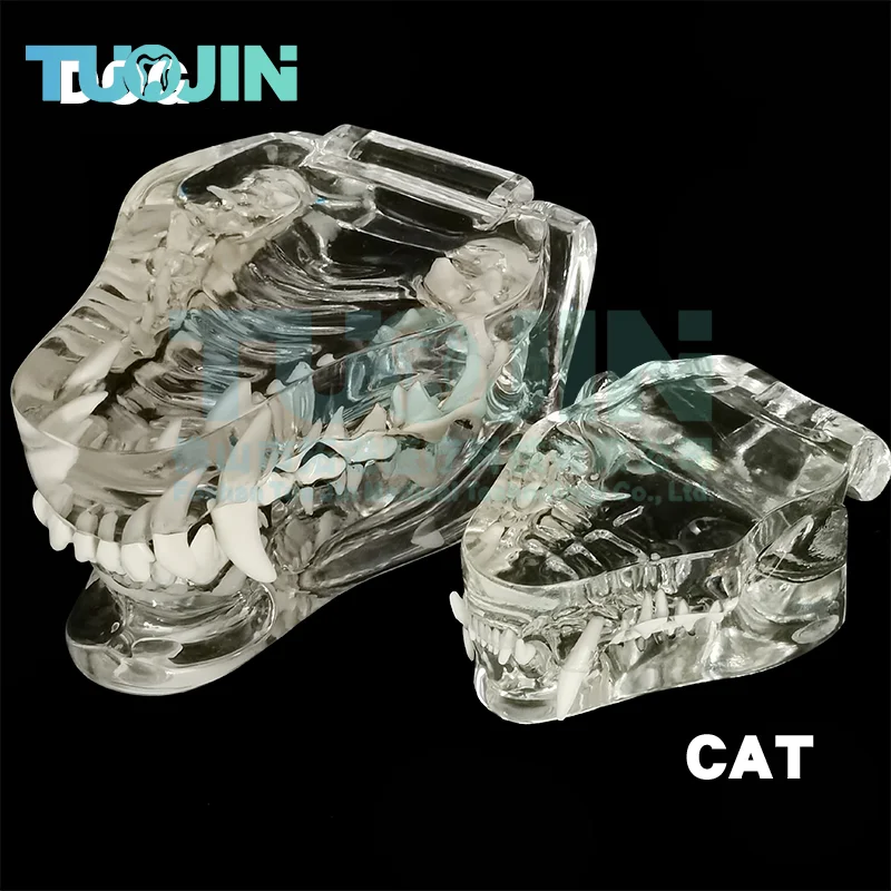 Resin Transparent Dog Cat Teeth Model Pet Dental Teeth Model Animal Resin Tooth Veterinary Dental Teaching 개 이빨 모형