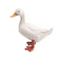 White Duck