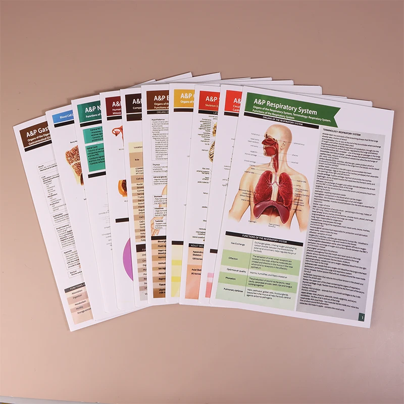 Anatomy & Physiology Study Guides - Set Of 10 Human Anatomy Guides For Nursing Students Medical Professions