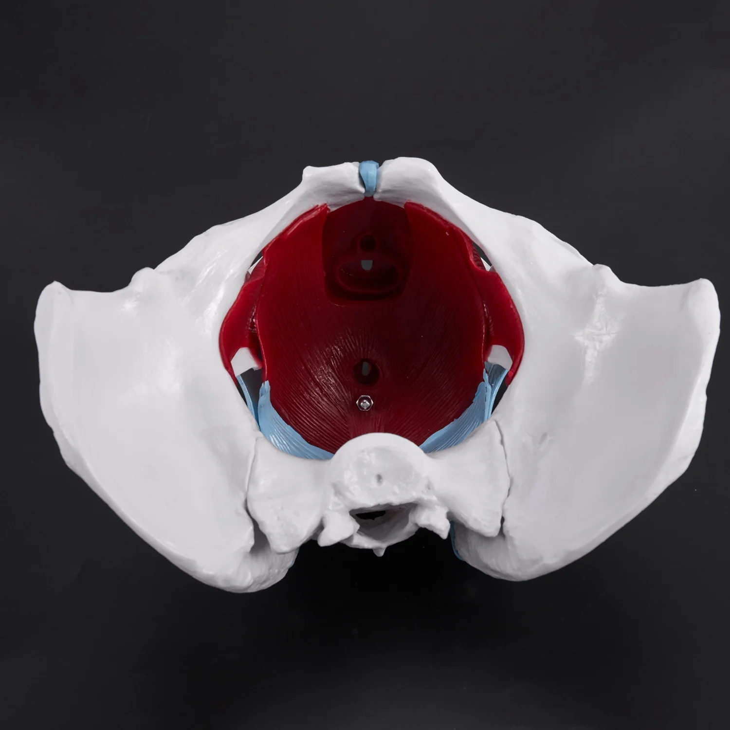 ABBN-модель женского таза и репродуктивных органов, женский мочевой пузырь, реабилитация мышц тазового дна, анатомическая модель