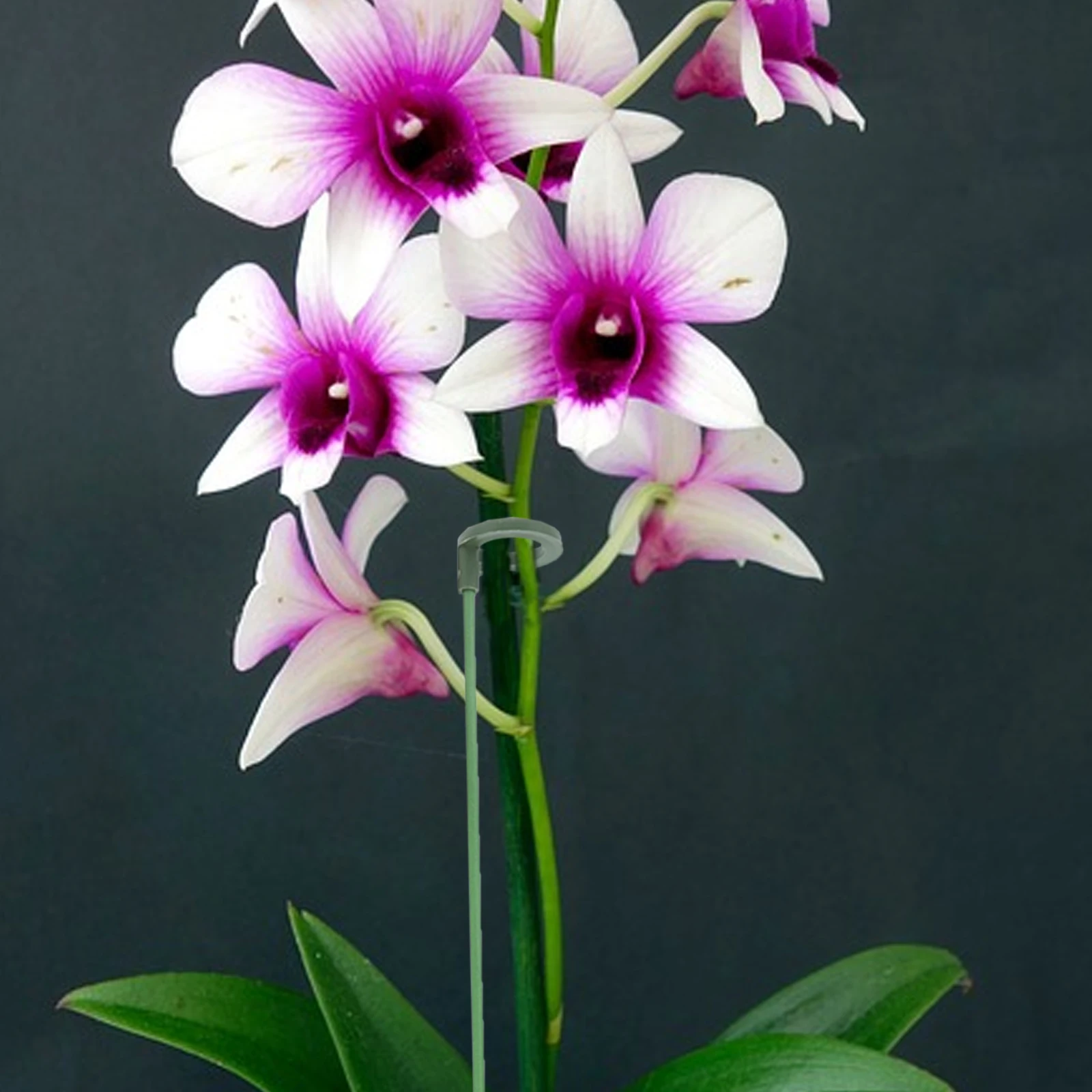 

Flower Support Stakes Plant Fixing Rods Green for Gardening Potted Plants Growth Helpers Stem Holders Succulent Supports Bracket