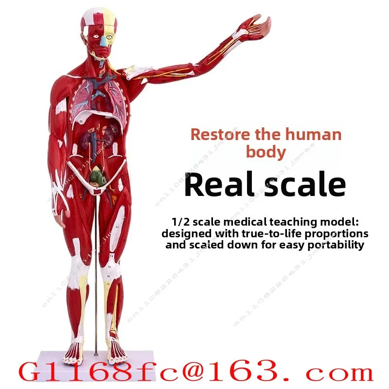 High Cortical 80CM Human Muscle Model, (with Digital Identification, Detachable 27 Parts)