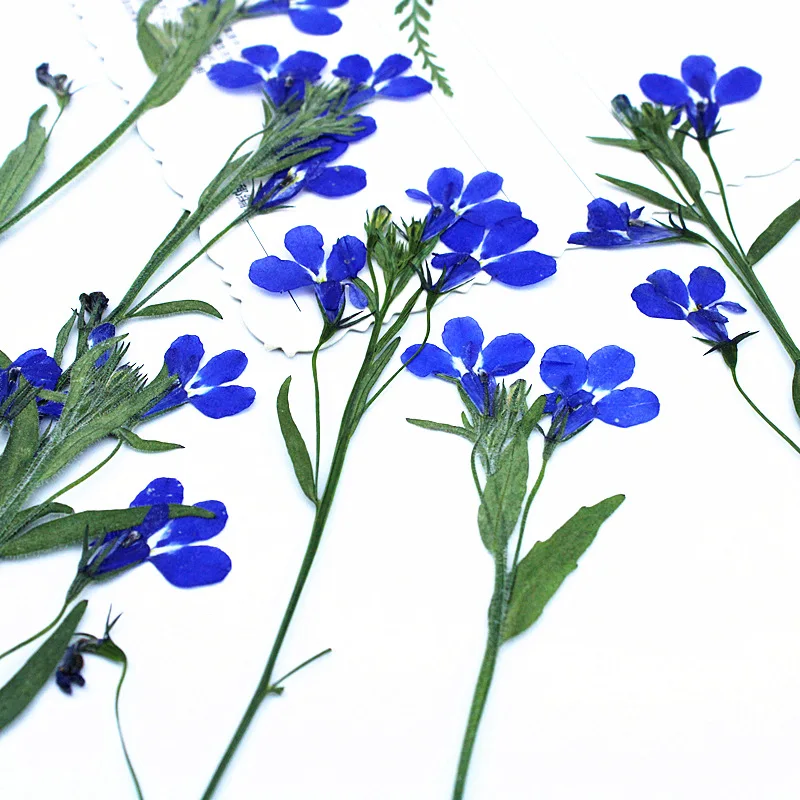 12 Stück, 6-10 cm, natürliche Lobelia-Pressblumen, echte getrocknete Blumen für wissenschaftliche Präsentationen, DIY-Lesezeichen, Lampendekoration, Harzanhänger, Bastelzubehör – Detail 3