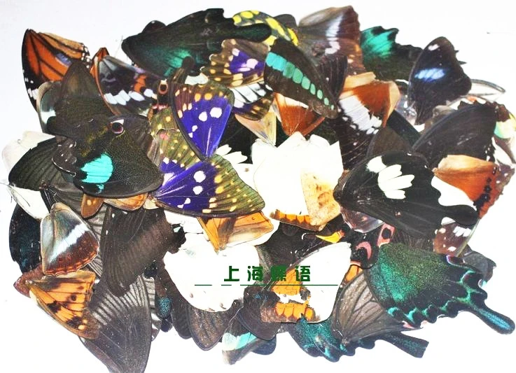 Unwinged Real Butterfly Specimen Suitable for Handmade Taxidermy Practice Family Photo Frame DIY Material 100 Pieces Per Pack