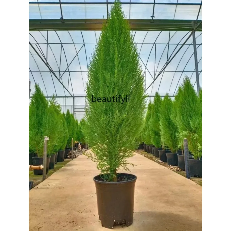 Fragrant Classic Style Pine Potted Christmas Tree Living Room Courtyard Balcony Four Seasons Evergreen Cold-Resistant Green H - Image 5