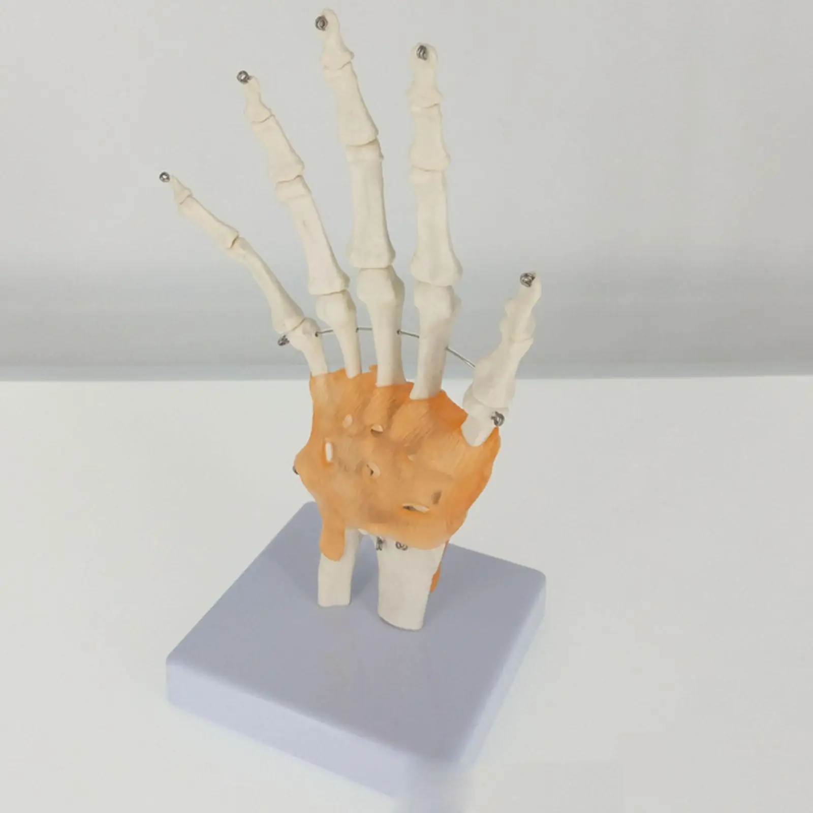 

PVC Life Size Hand Joint with Ligaments Anatomical Medical Model Skeleton Anatomy Display Teaching School