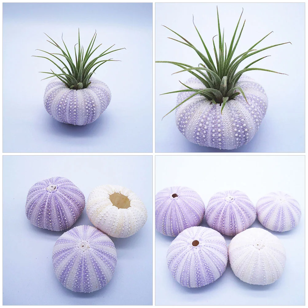 6 Pcs Natural Shell Conch DIY Sea Urchin Ornaments Bracket Fish Tank Decors Shells Air Plant Pot