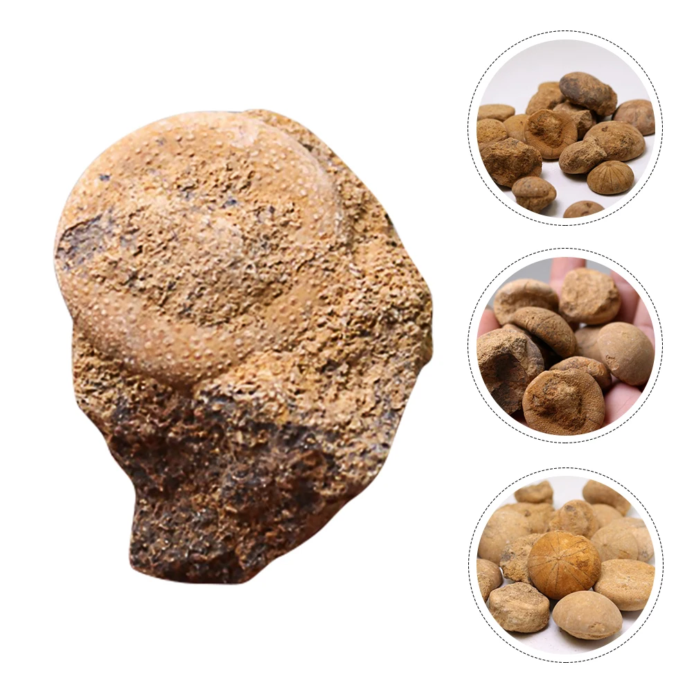 

1pc Fossil Adornment Sea Urchin Paleontology Educational Plaything Home Decor Gift Adornment Simulation Model Desktop Ornament