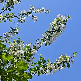 

RS RC Metal 1.9" Beadlock Wheel Rim Tire Set for 1/10 RC Crawler Car Axial SCX10 Wraith RR10 Capra Traxxas TRX4 YK4082 YK4083