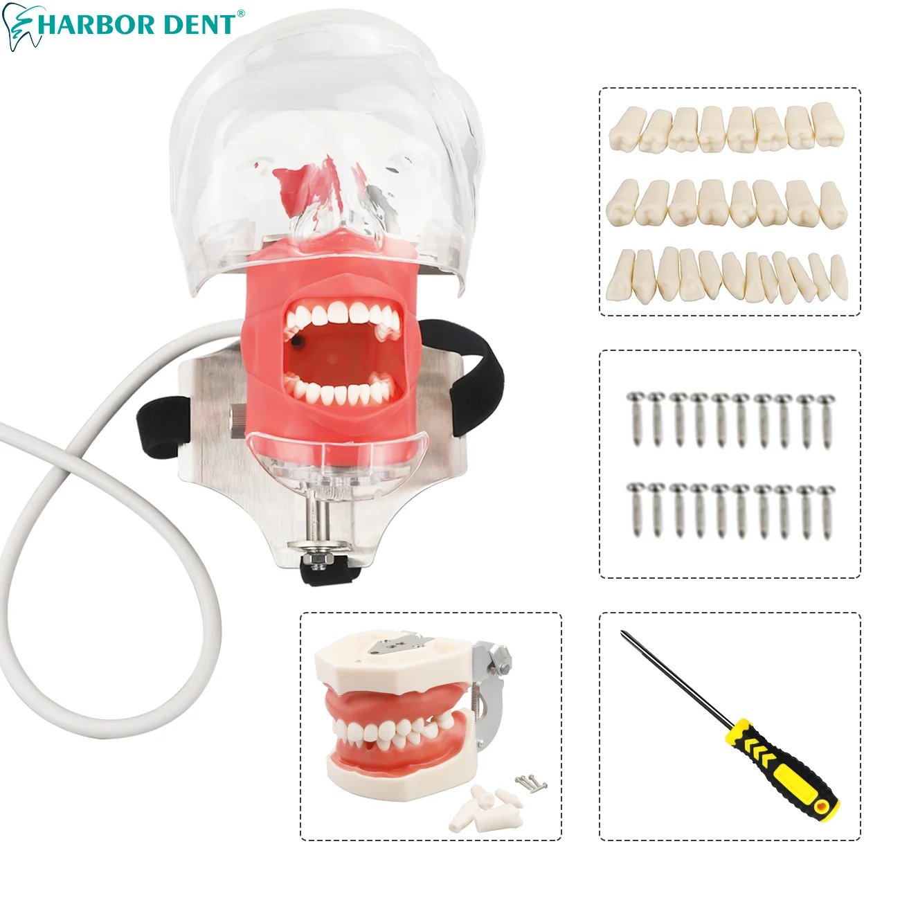 Simple Dental Simulator Phantom Head with Extra Tooth Model for Dentist Teaching Practice Training chair strap type Model