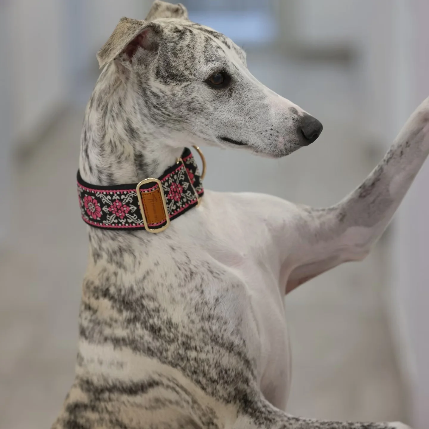 

Мягкий удобный регулируемый ошейник для средних и больших собак взимку. Этнические характерные украшения для итальянских борзых осенью.