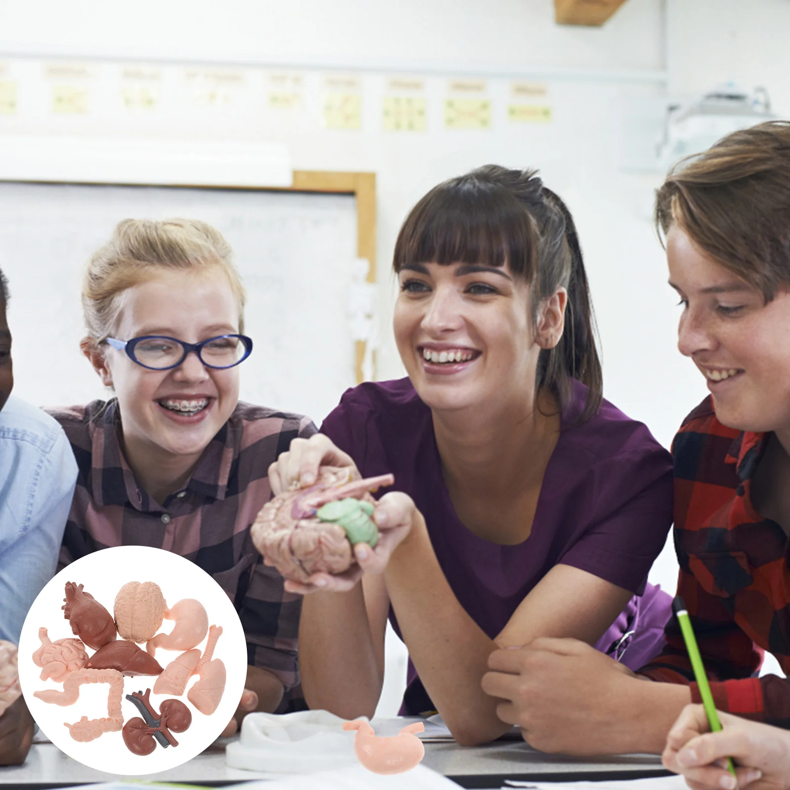 Human Organ Model Lung Teaching Tool Decor Artificial Props Specimen Tools for Kids