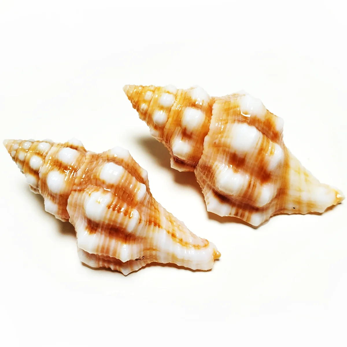 2 PC Wrapped In Gold Shells Natural Salisbury Spindle Conch Collector For Wedding Decor Beach Theme Party Fish Tank