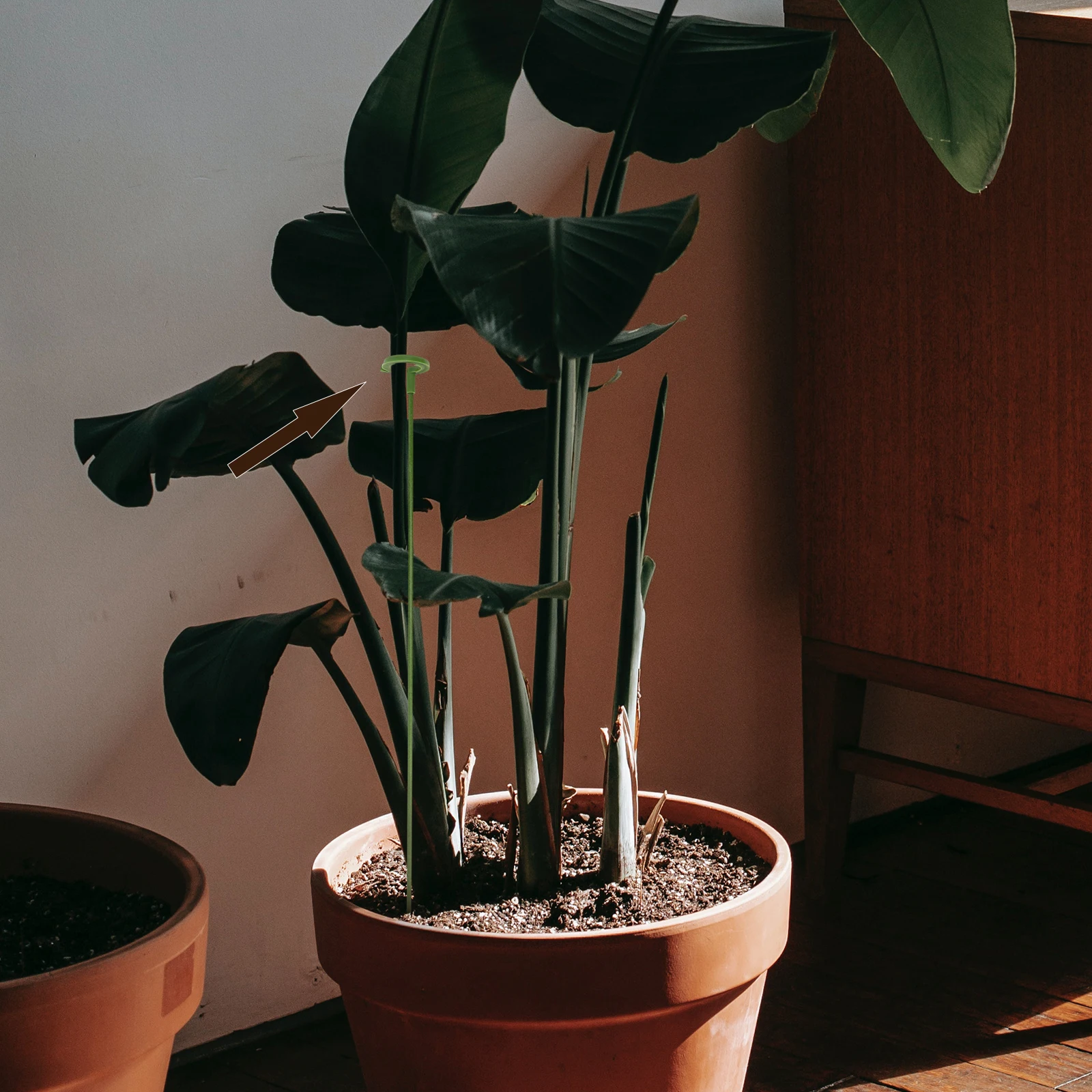 30 peças haste de suporte de plantas para vasos de plantas premium fibra de vidro suporte multifuncional leve jardinagem interna