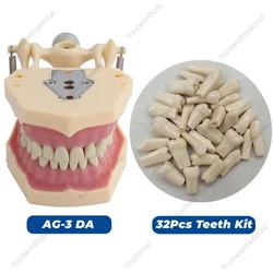 Dental Frasaco AG3 Typodont Model AG-3 DA Standard Restorative Typodont Replacement Teeth #11/26/35/47 Removable Screw-in