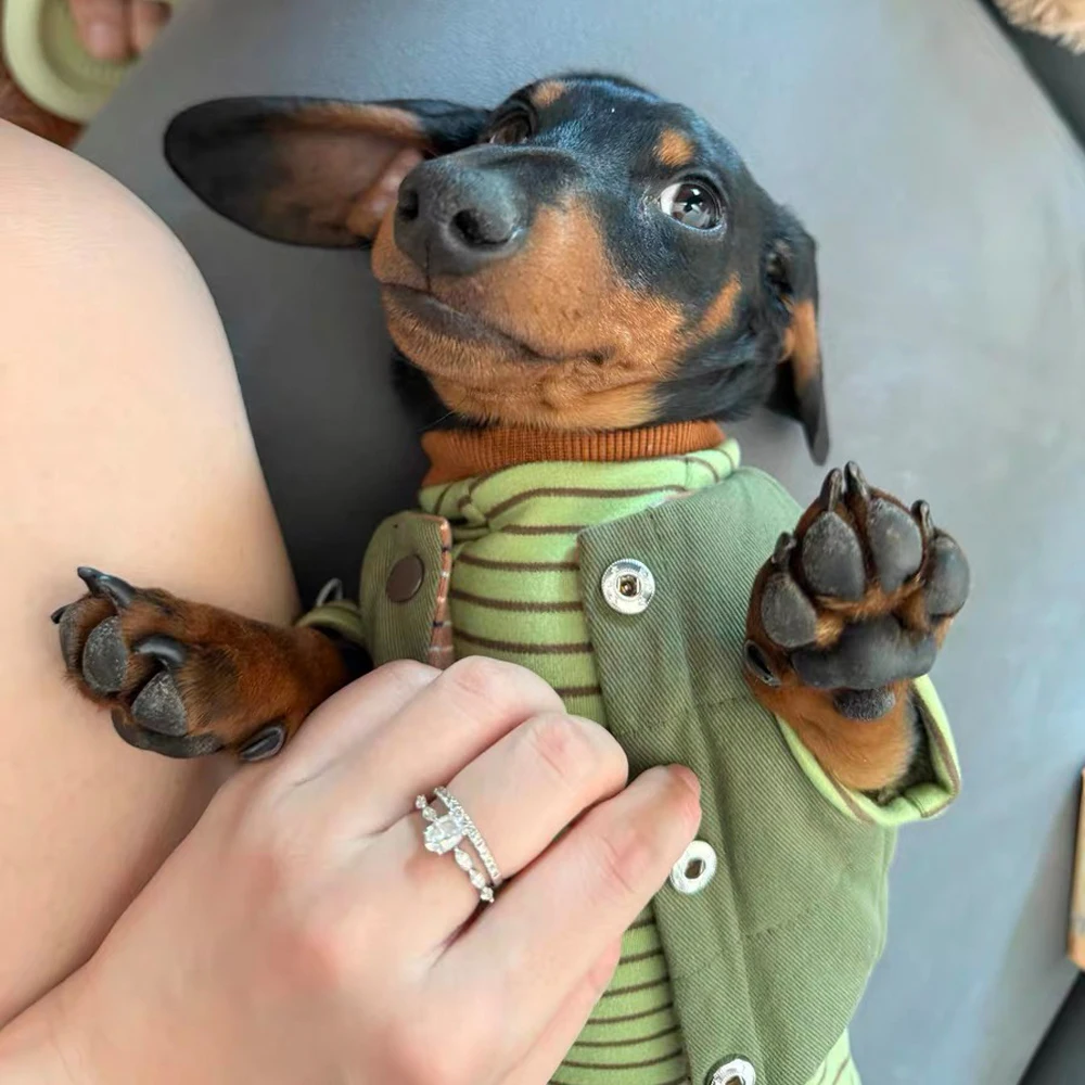 Grün gestreiftes Sweatshirt für Dackel-Hunde, lange Ärmel, weicher warmer Mantel für Wiener Hunde im Herbst-Winter-Overall für Dachs