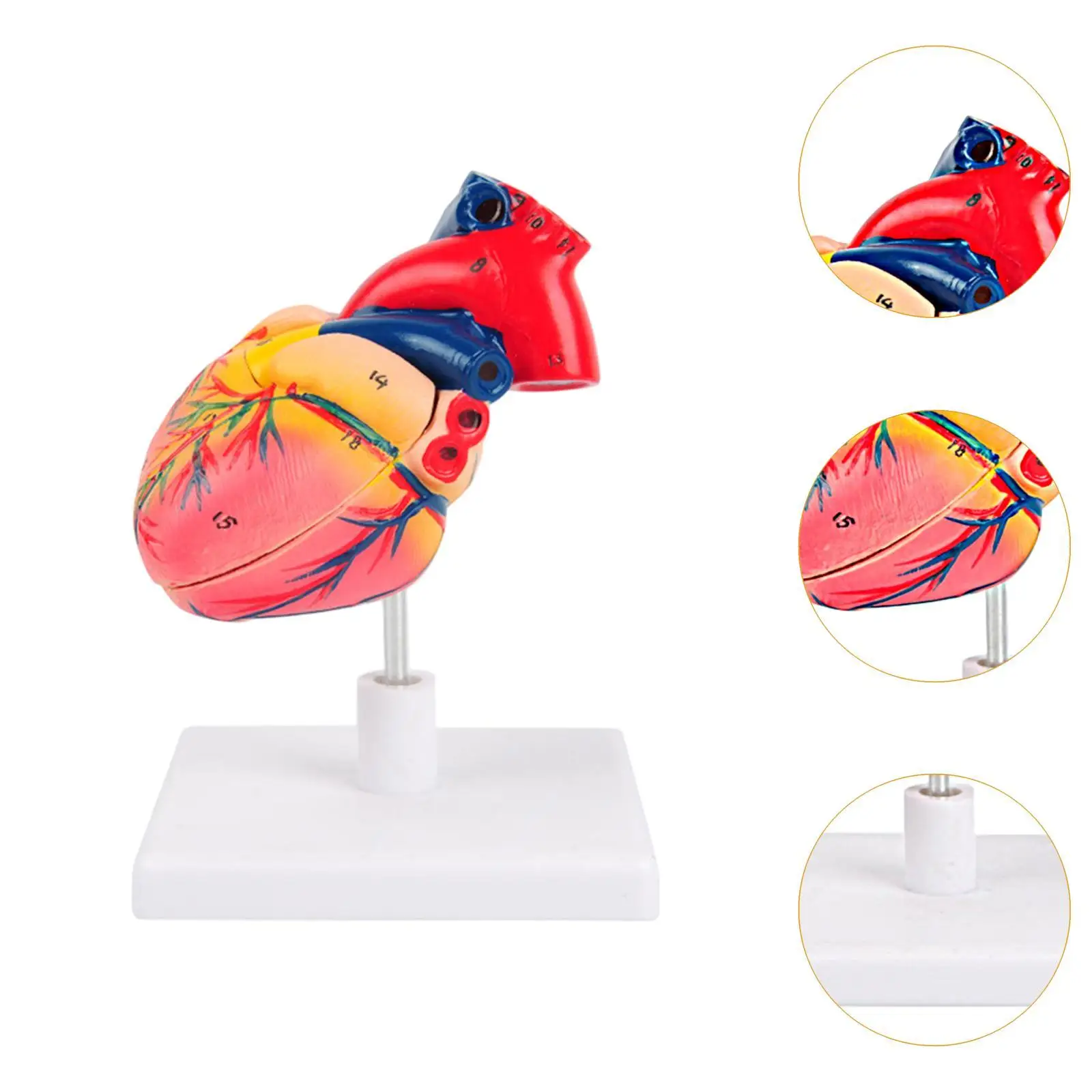 Human Heart Model, Human Heart Structure Model ,PVC Heart Anatomical Model, Teaching Aids for Biology Teaching,