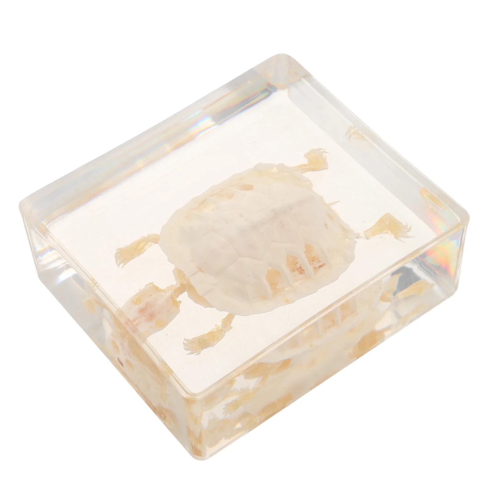 

Authentic Turtle Bones Specimen Brazilian Species Ideal for Science Classroom Supplies Education Prop Animal Bone Decor