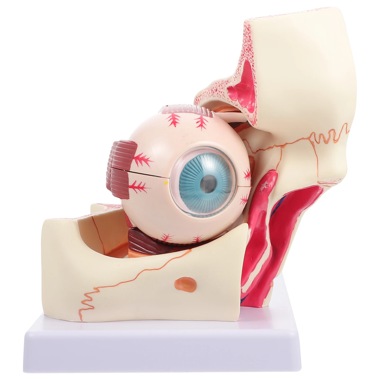 Professional PVC Anatomical Eyeball Model For Medical Education Student Study Shows Human Body Eye Anatomy Cornea Iris Lens