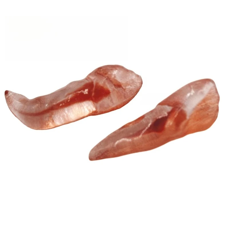 Dental Extracorporeal Tooth Root Canal Training 3D Root Canal Simulation Tooth Root Canal Preparation Practice Tooth Model