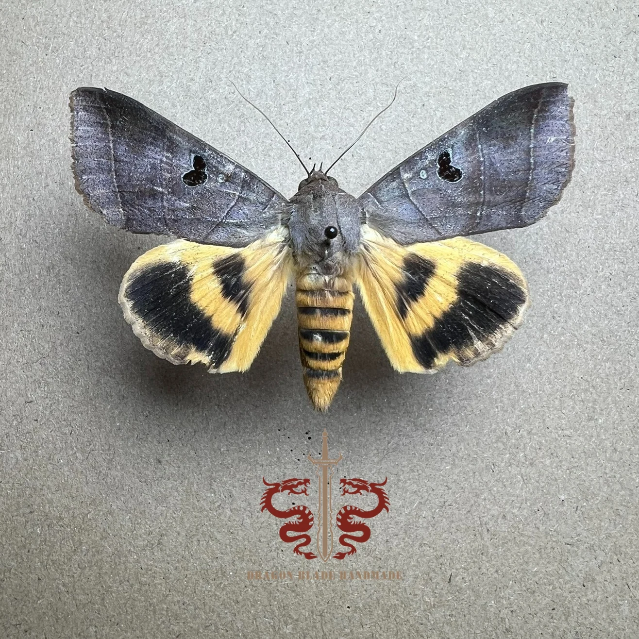 Moth specimen Ophiusa tirhaca, 1pc wings spread A1/A- high quality, Decorative Display Collection Gifts
