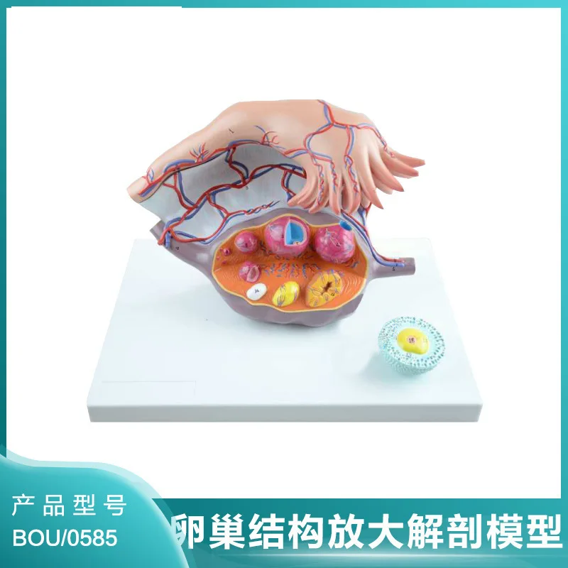 Boyou Enlarged Ovarian Structure Anatomical Model – Family Planning Demonstration Model with Numbered Indicators
