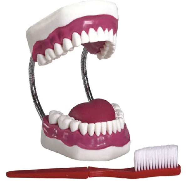 

Dental Care Healthcare Model (28 Teeth, Magnified 5 Times)