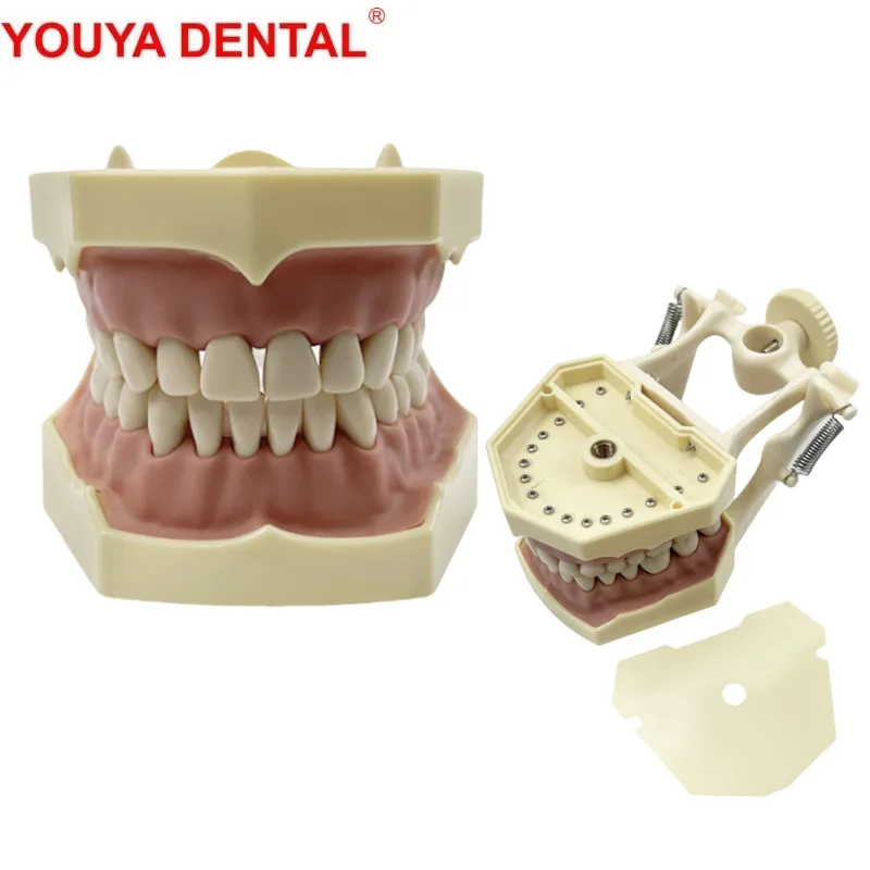 

Стоматологическая модель, обучающая модель зубов, обучающая модель зубов Typodont, стоматология, студенческая практика, обучающие модели челюстей, пригодные для Frasaco