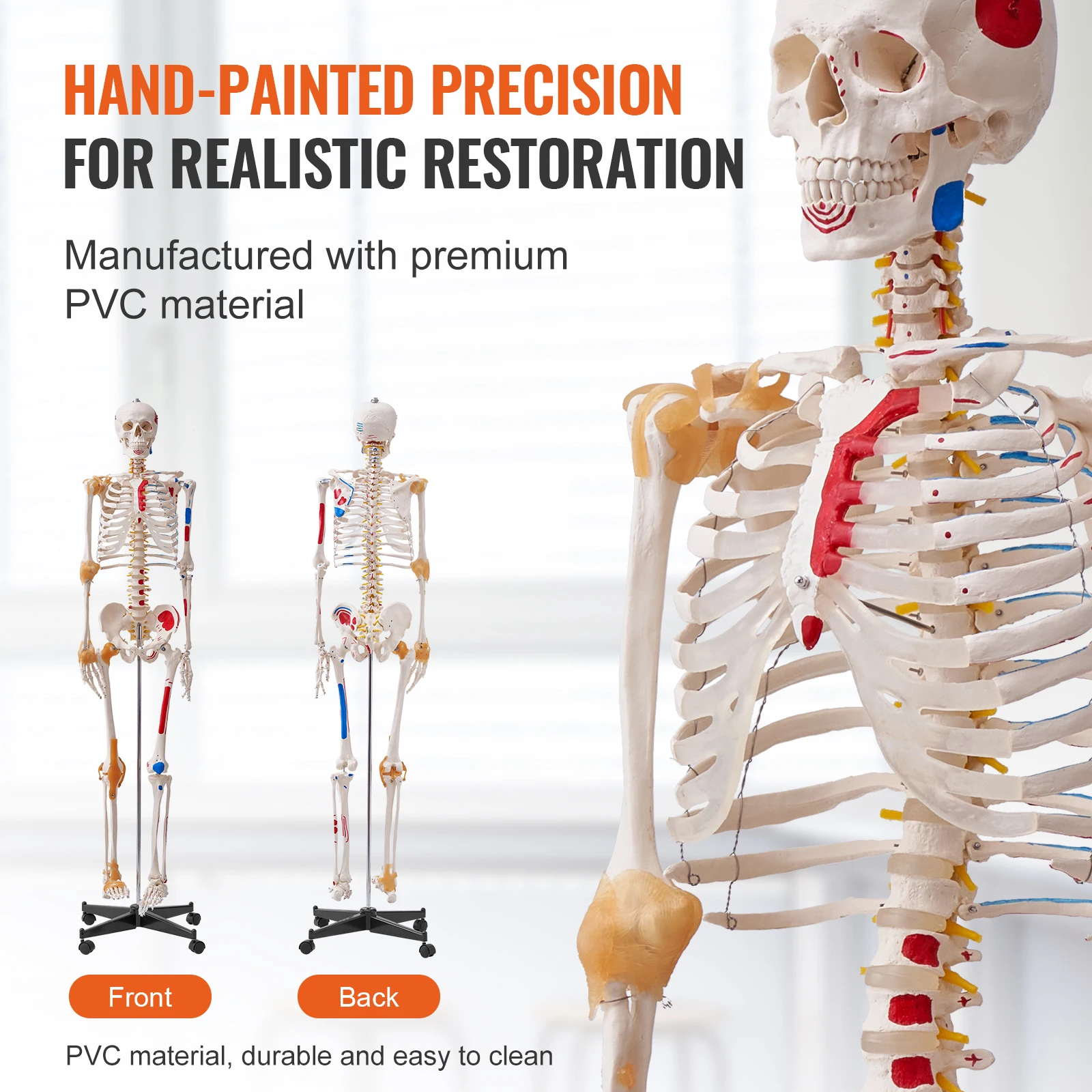 VEVOR Human Skeleton Model for Anatomy 71.65\