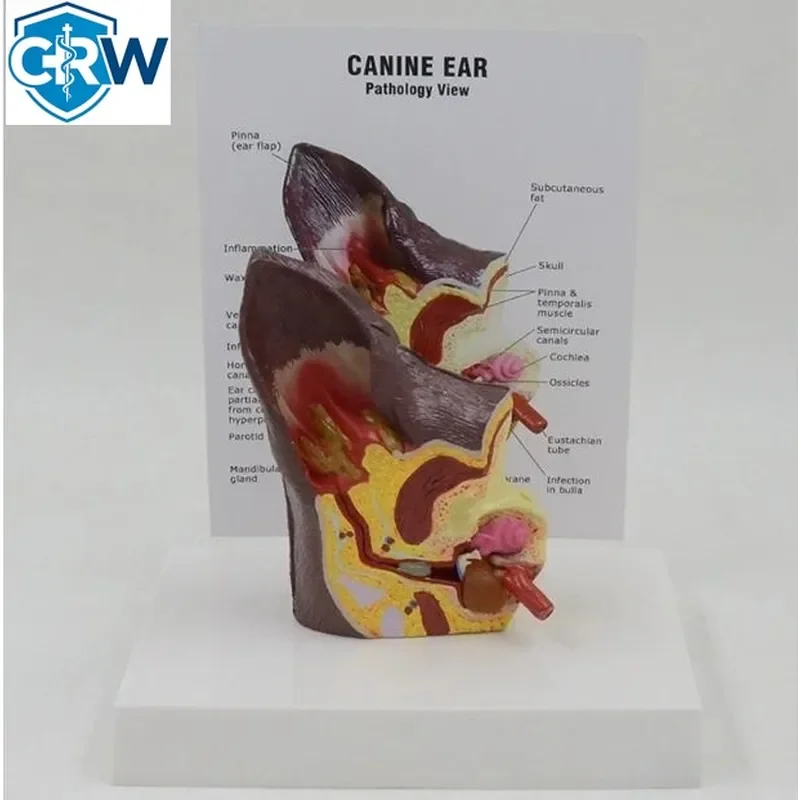 CRW Bestselling Medical Science Training Model Dog Ear Anatomical Model for Teaching Model Dog for Acupuncture